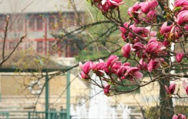 校園風(fēng)光